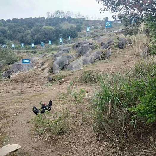 遵义 正宗林下散养绿壳鸡蛋土鸡蛋