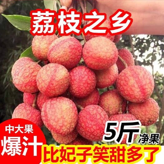 高州市 广东白糖罂荔枝陆续开始降价了，现摘先买，全广东内包邮奥