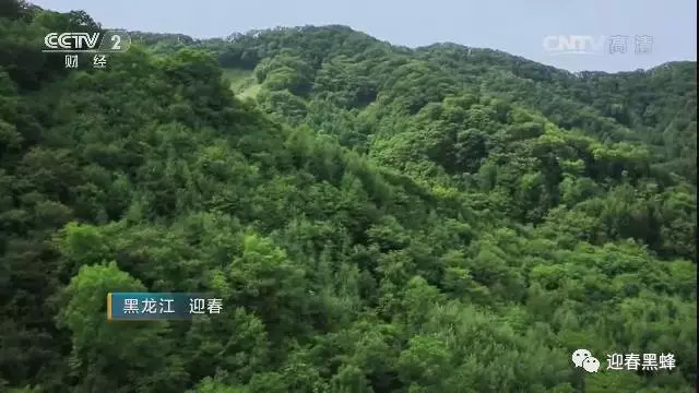  黑龙江黑蜂保护区椴树蜜 雪蜜 欧盟标准  养胃清肺 排毒润燥