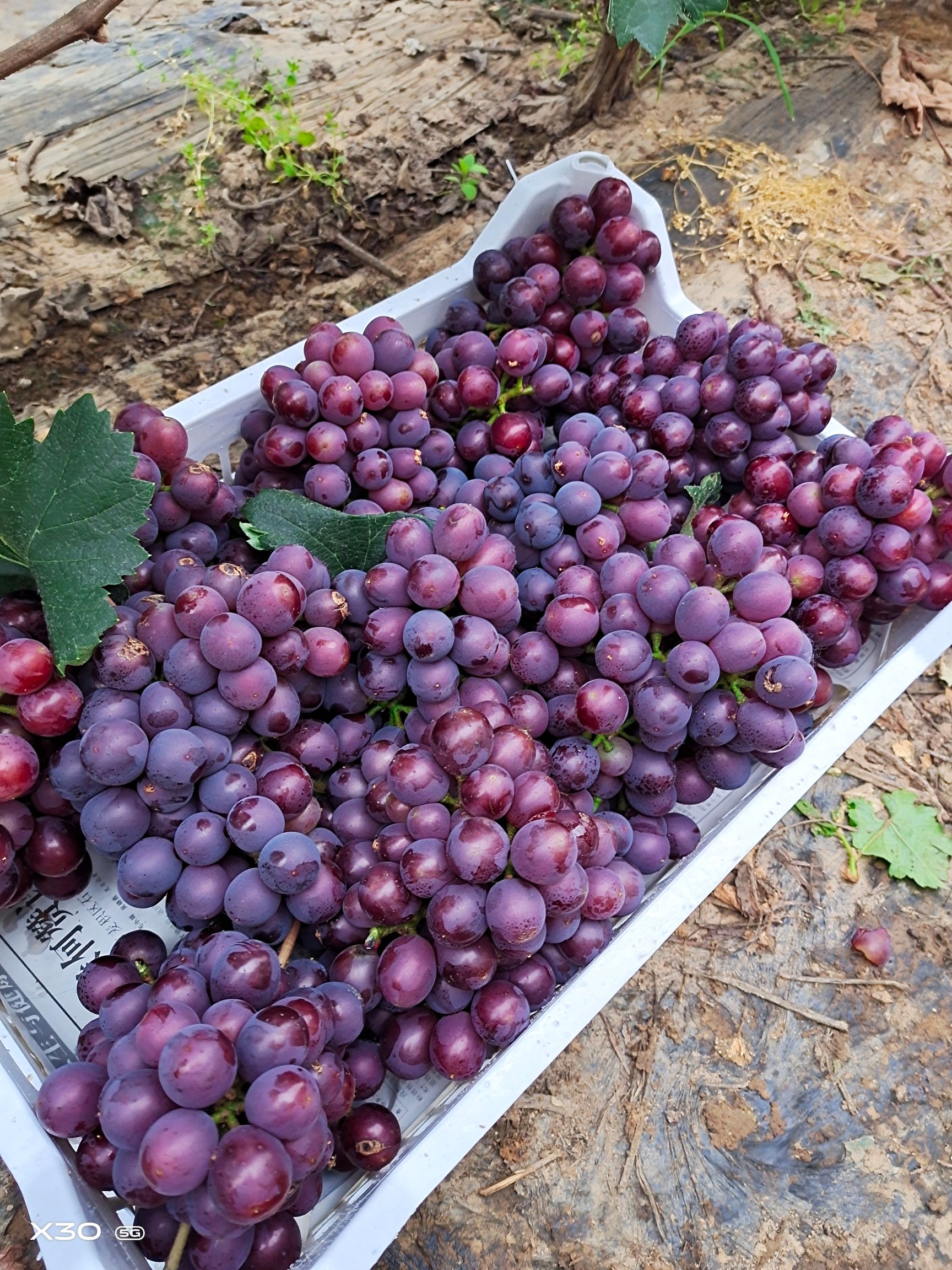 紅無核葡萄 紅核   夏黑  大量貨  歡迎老板來詢問