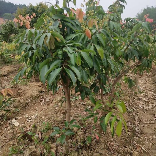 灵山县桂味荔枝苗 桂味