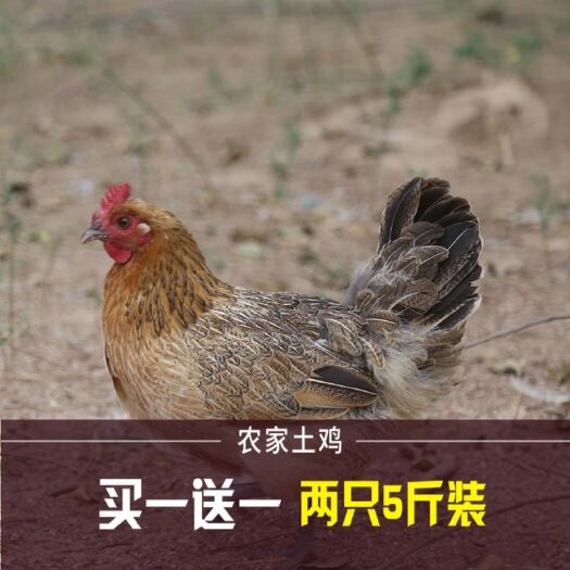 丰县三黄鸡 2-3斤 统货