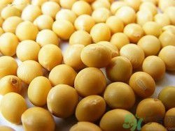海伦市黑龙江大豆 黑龙江省黄豆自家种的。