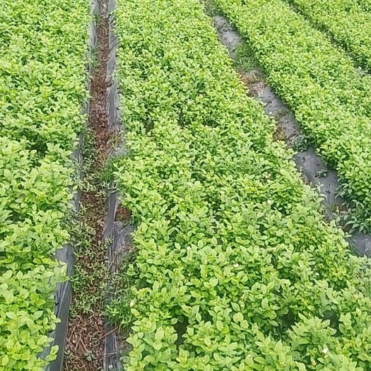 犍为县 大量盆栽茉莉花上市