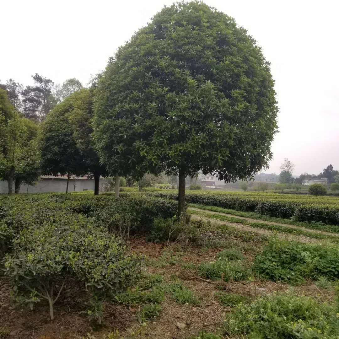 八月桂  桂花树  金桂  大量现货批发