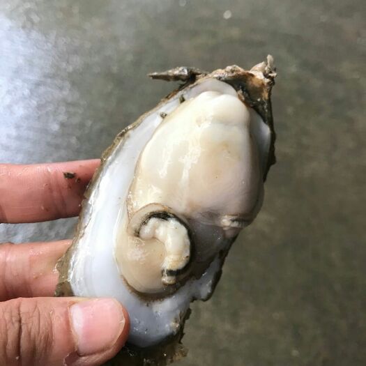 湛江湛江牡蛎 批发湛江北谭生蚝一手货源烧烤蚝供应商肥蚝全国发货