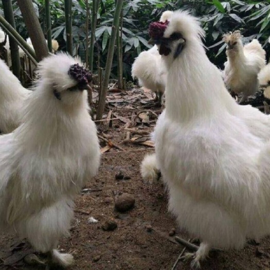 昆明 云南正宗农科院白凤乌鸡苗