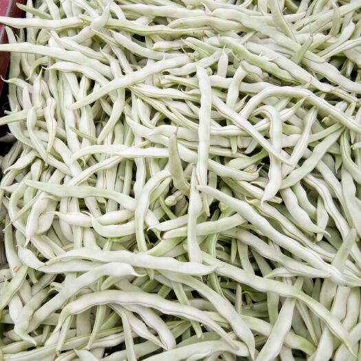 博爱县 精品白不老豆角
