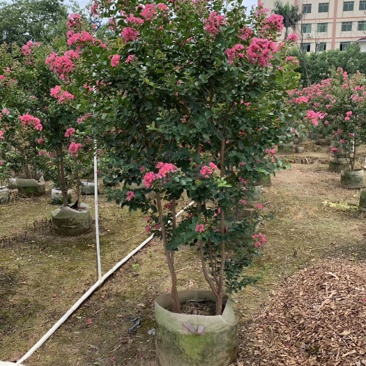 普宁市大量供应丛生小叶紫薇（细叶紫薇、速生紫薇），各种规格