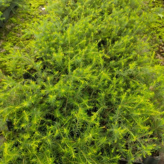 全州县香叶  澳洲茶树，同茶叶、油茶是两回事，每年割取枝叶提纯露和精油。