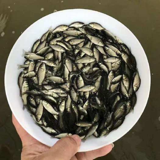 绵阳 出售各种规格优良品种鲤鱼