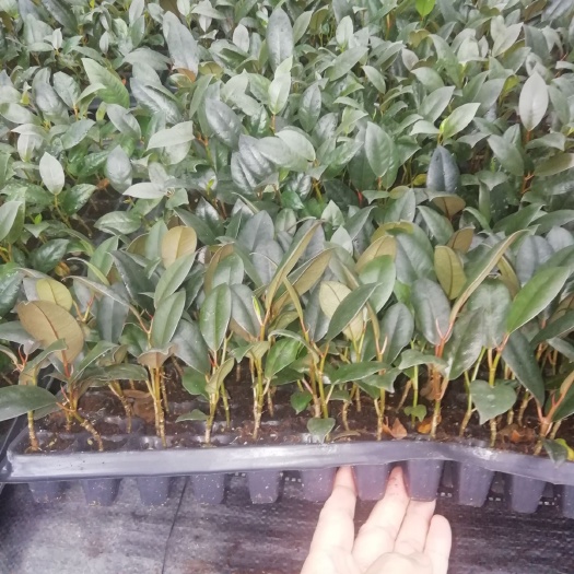 广州黑金刚盆栽 黑金刚橡皮树苗，室内优质绿植盆栽