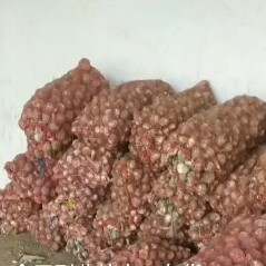 商丘红皮大蒜  货源充足，价格便宜，收货快，一条龙服务