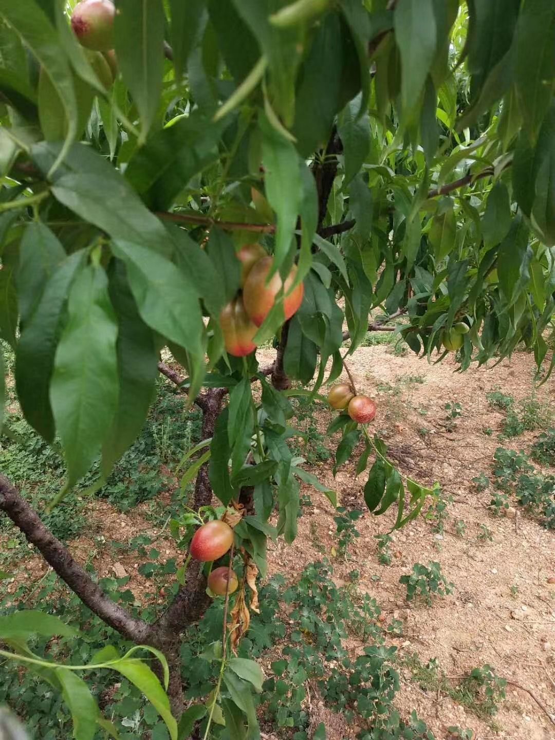  大曙光油桃，黄肉酸甜爽口，，自然成熟，嘎吧脆！