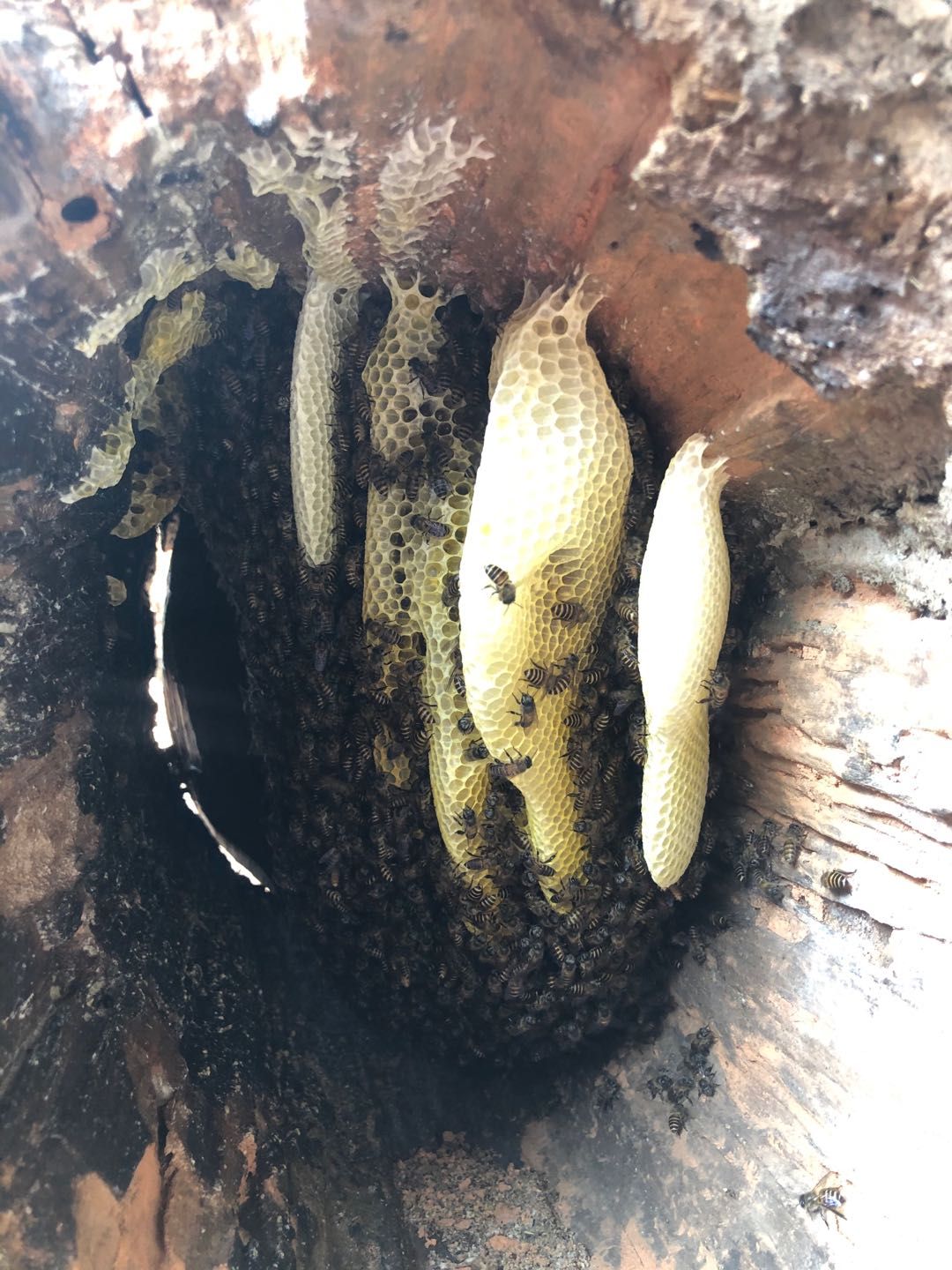 梦见好多野生蜂蜜啥意思(梦见好多野生蜂蜜啥意思周公解梦)
