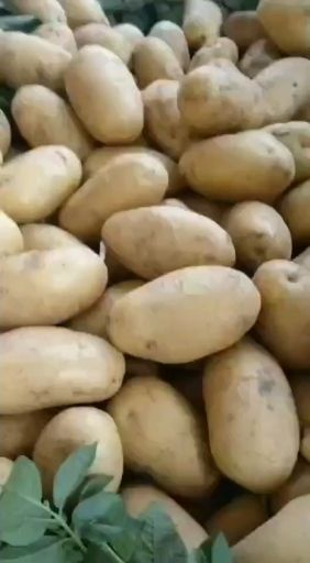 土豆 万亩蔬菜基地直发 品质保证黄皮黄心