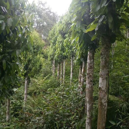 勐海县 自家种植肉桂树