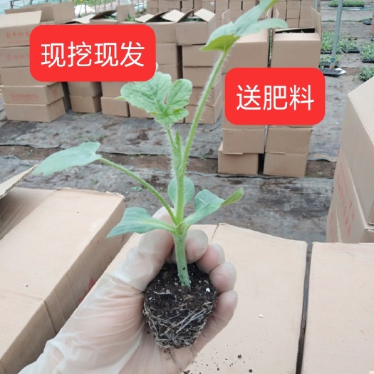 宿州西农8号西瓜苗  50棵起嫁接西瓜苗庭院露天阳台盆栽易种植西瓜苗包邮