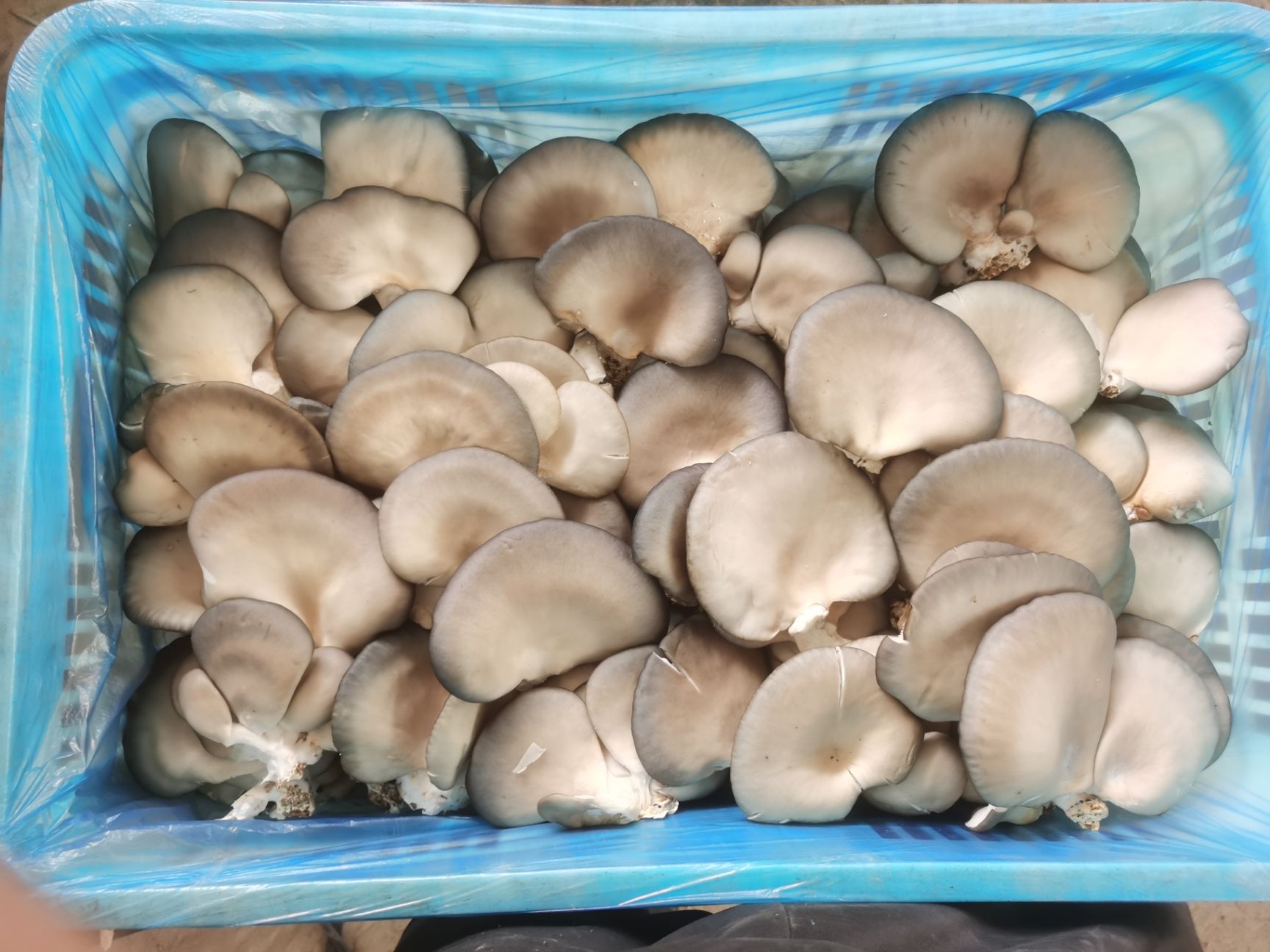 蘑菇 量大从优