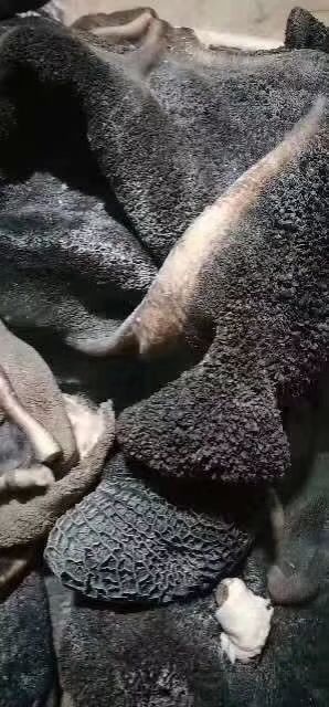全熟毛肚