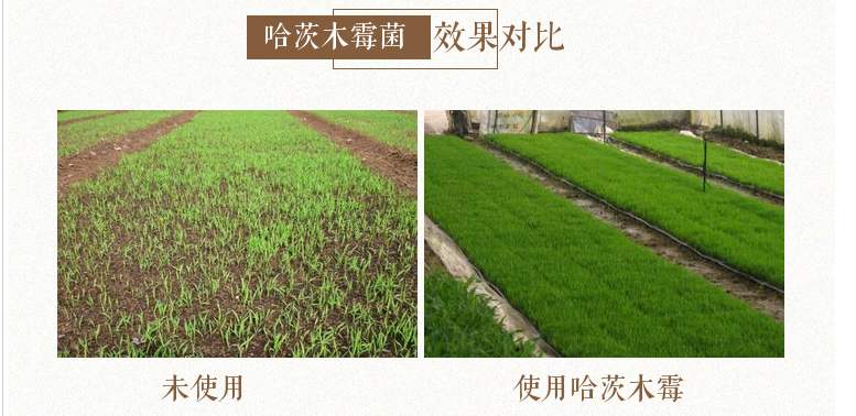 乌米菌  哈茨木霉菌，