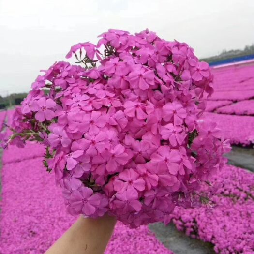 溧阳市矮樱 芝樱（多年生宿根 草本花卉）
