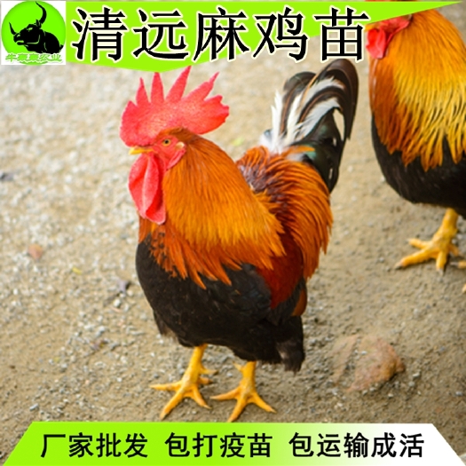 南宁 广西正在清远麻鸡苗出售品种优良包邮
