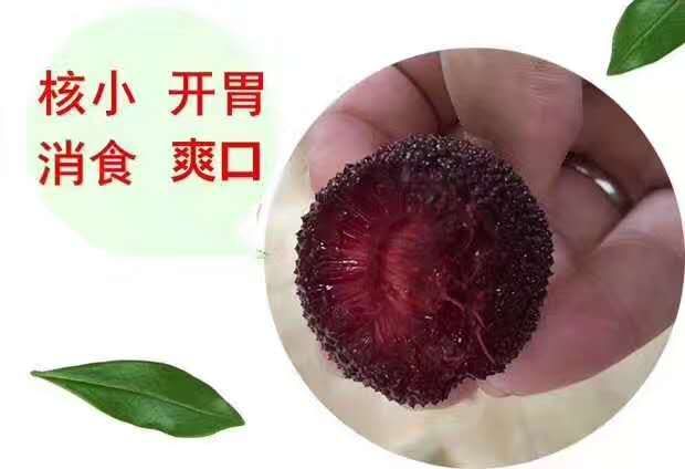 苏州东山乌紫杨梅