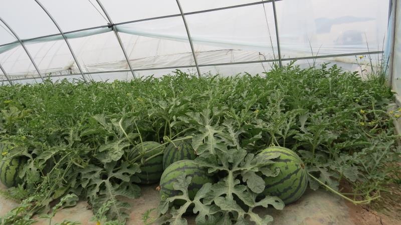 隆德县 蔬菜大棚出租