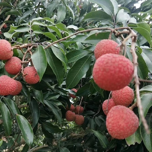 灵山县 广西灵山白糖罂靓货荔枝！