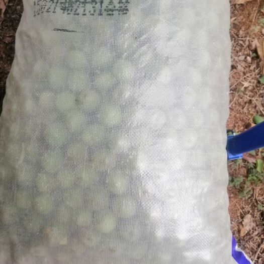 玉龙县大青梅 丽江照水梅大量出售