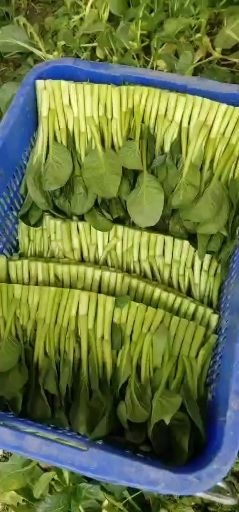 成都圆叶菜心 菜心，小白菜，上海青