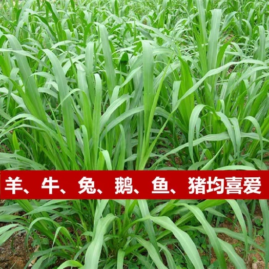 嘉祥县 狼尾草种子