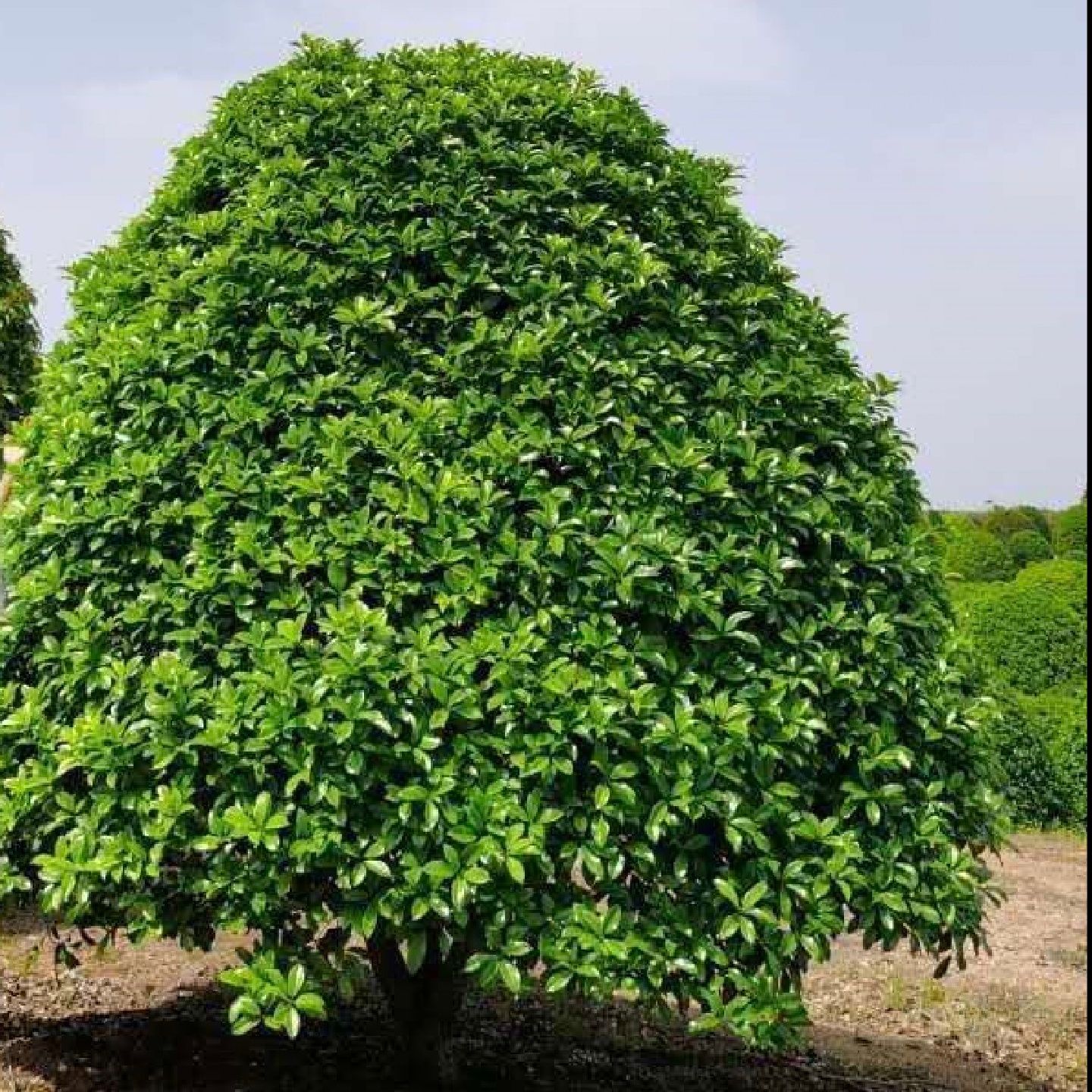 八月桂  桂花树  金桂  大量现货批发