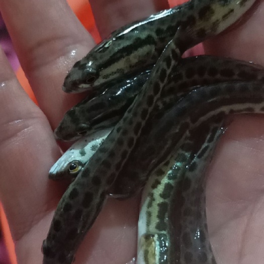 南宁 出售花鱼苗，杂交花鱼，生鱼，黑鱼