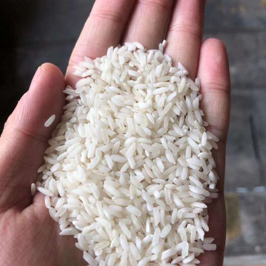 汉中 米皮专用大米常年供应