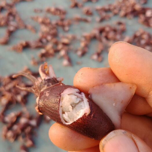 荣成市籽乌干 1个月