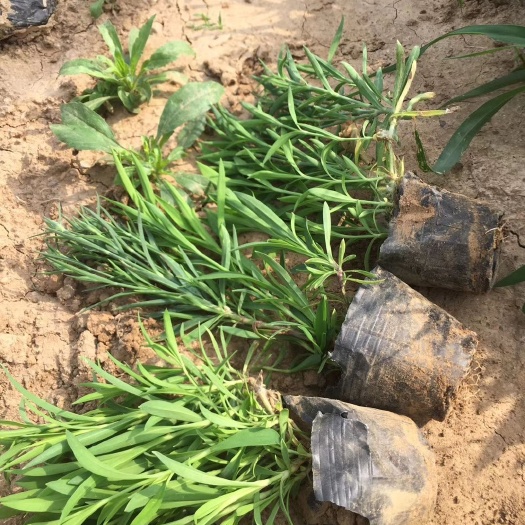 青州市荷兰菊苗 荷兰菊