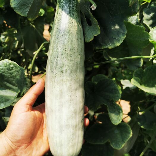 昌乐县羊角蜜甜瓜可视频看货产地直发质量保证！