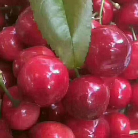  天水烟浦大樱桃，现摘现卖，顺丰极速发货。