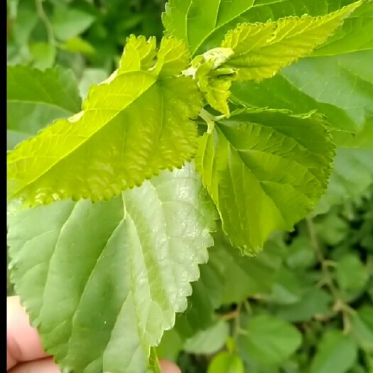 颍上县 桑叶蚕宝宝新鲜嫩叶大蚕小蚕老蚕桑叶去根