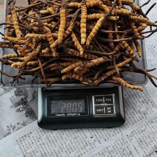 小金县 保质保量的冬虫夏草，鲜货发货产地价格，优惠实在。