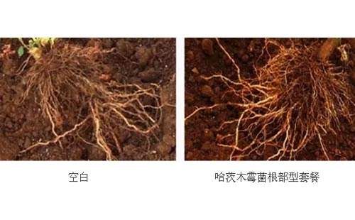 乌米菌  哈茨木霉菌，