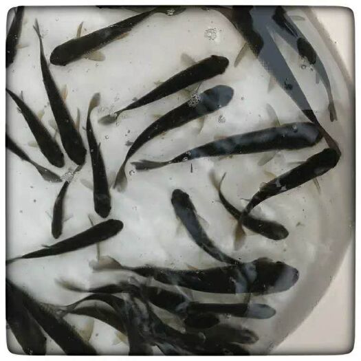 绵阳 出售格种规格优良品种草鱼苗