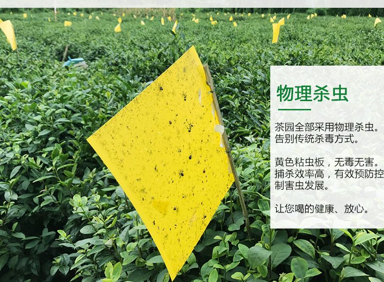 雅瑞 福鼎大白茶 老白茶 高山日晒老白茶 寿眉贡眉春茶多规