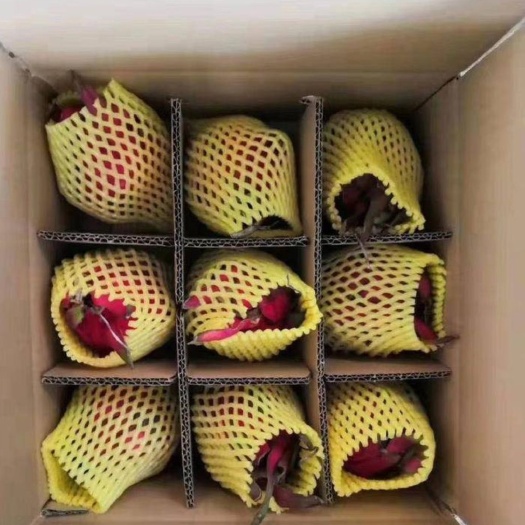 淄博 海南金都一号红心火龙果