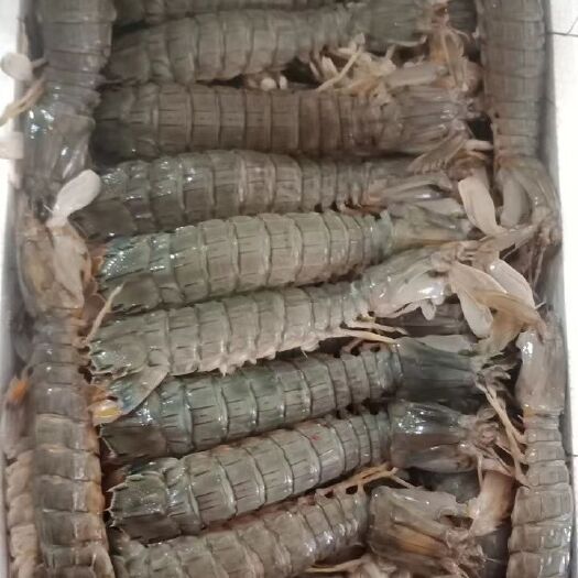 东港市冷冻皮皮虾 皮皮虾