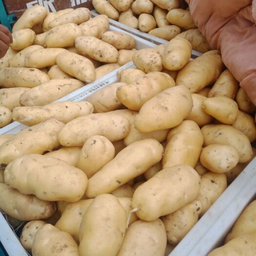 荷兰15号土豆 三百亩，荷兰十五，黄心