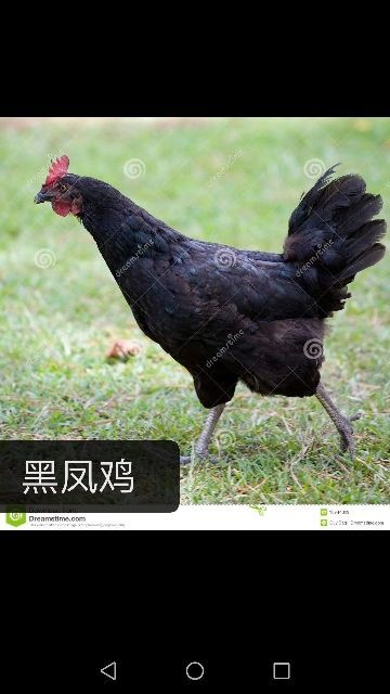 海丰县土鸡蛋 农家散养登山鸡