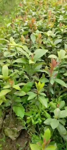 雅安老鹰茶苗  老鹰茶杯苗大量现货供应